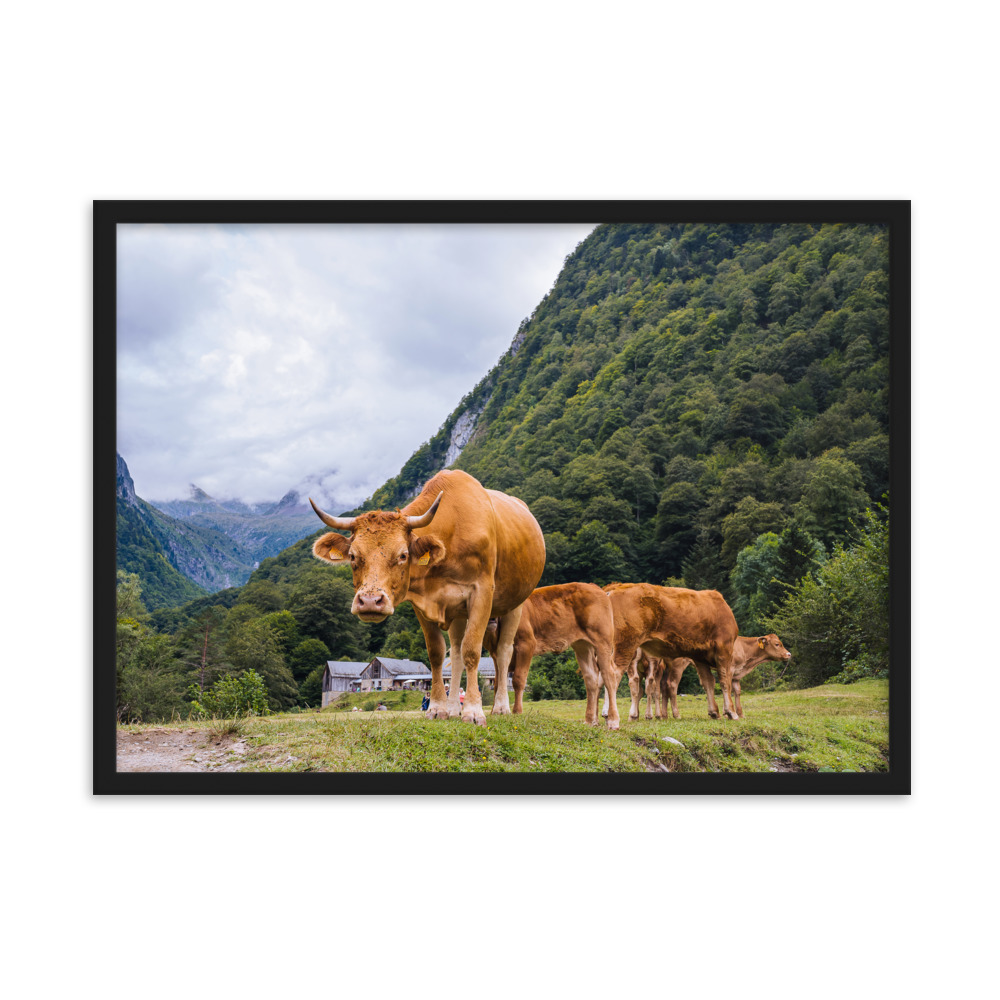 Vaca - Imagen 4