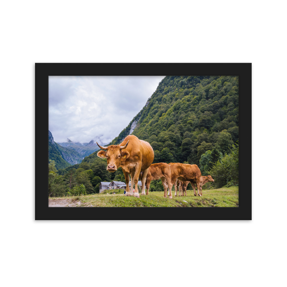 Vaca - Imagen 2