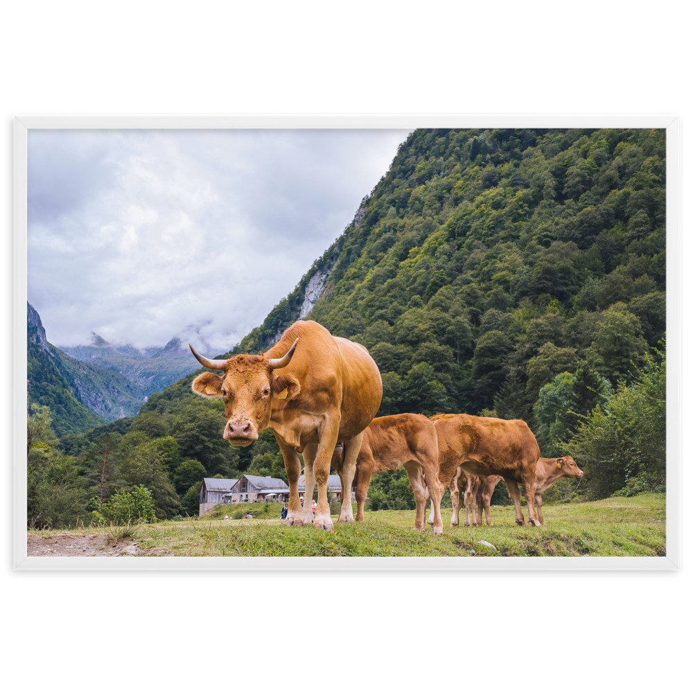 Vaca - Imagen 8
