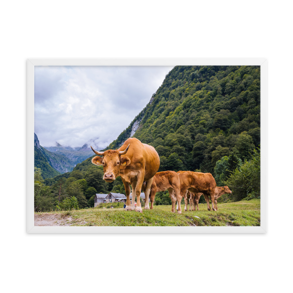 Vaca - Imagen 5