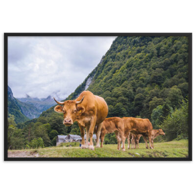 Vaca