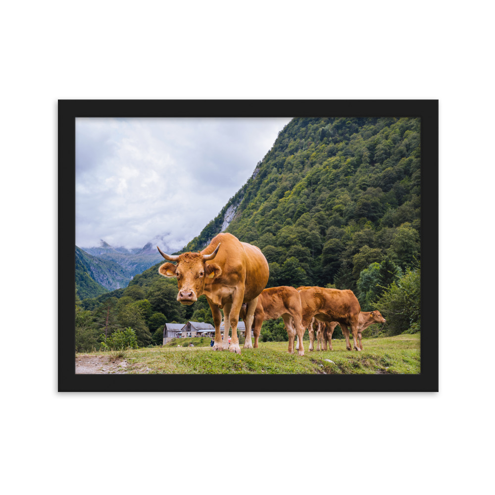 Vaca - Imagen 3