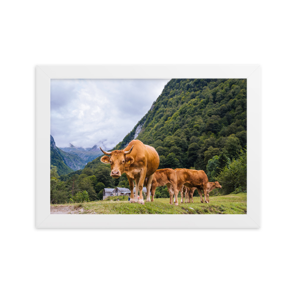 Vaca - Imagen 6