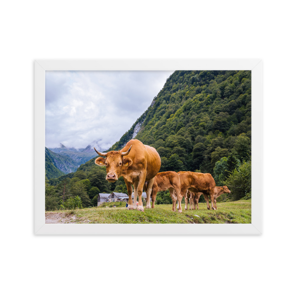 Vaca - Imagen 7