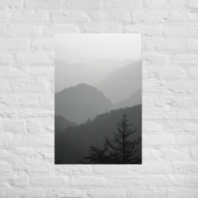 Niebla en bosque 3