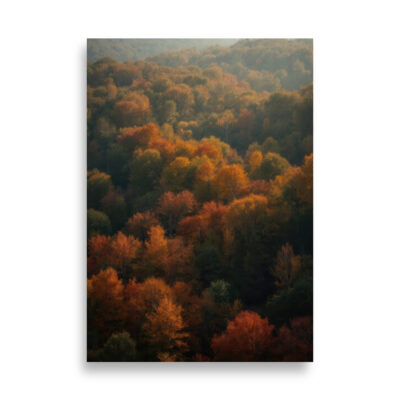 aérea bosque otoño