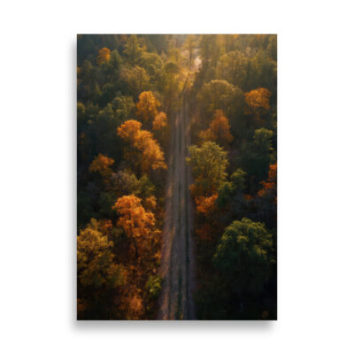 aérea bosque 3